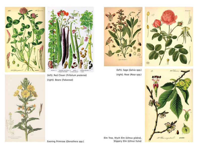 Sacred Herbs of Spring by Ellen Evert Hopman